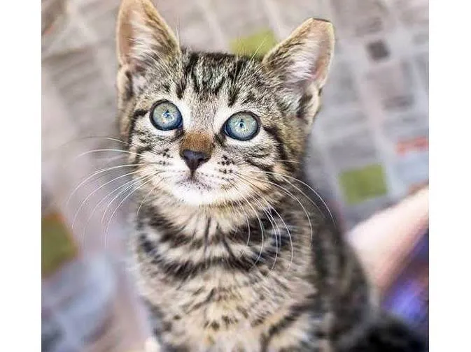 Gato ra a SRD-ViraLata idade 2 a 6 meses nome Mel