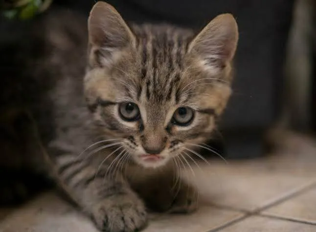 Gato ra a SRD-ViraLata idade 2 a 6 meses nome Sem nome