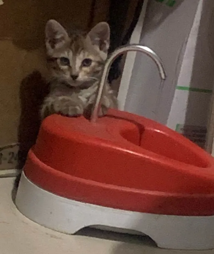 Gato ra a SRD-ViraLata idade 2 a 6 meses nome Sem nome