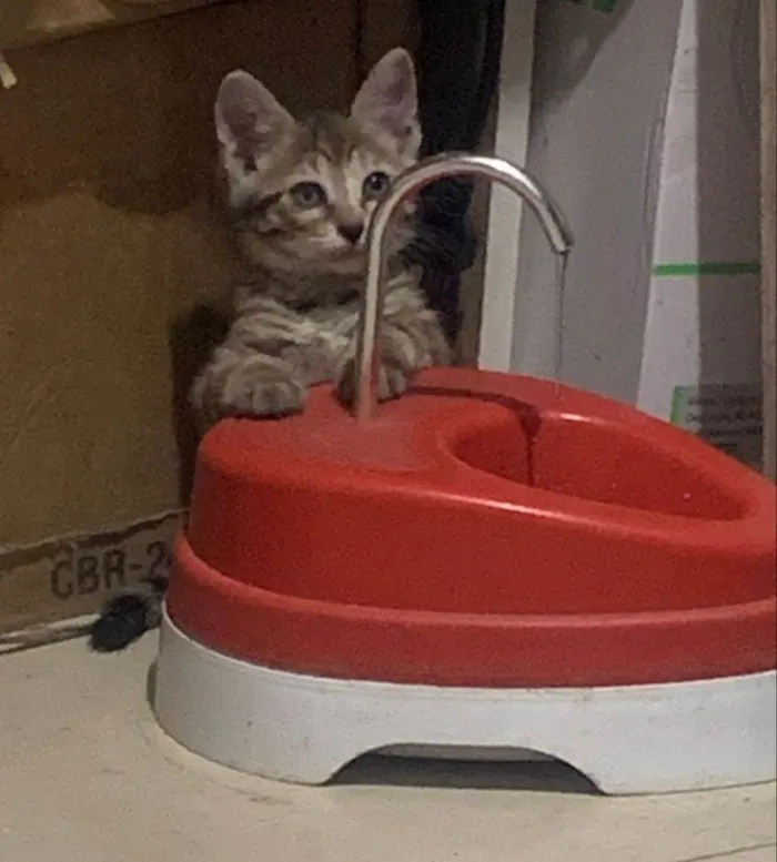 Gato ra a SRD-ViraLata idade 2 a 6 meses nome Sem nome