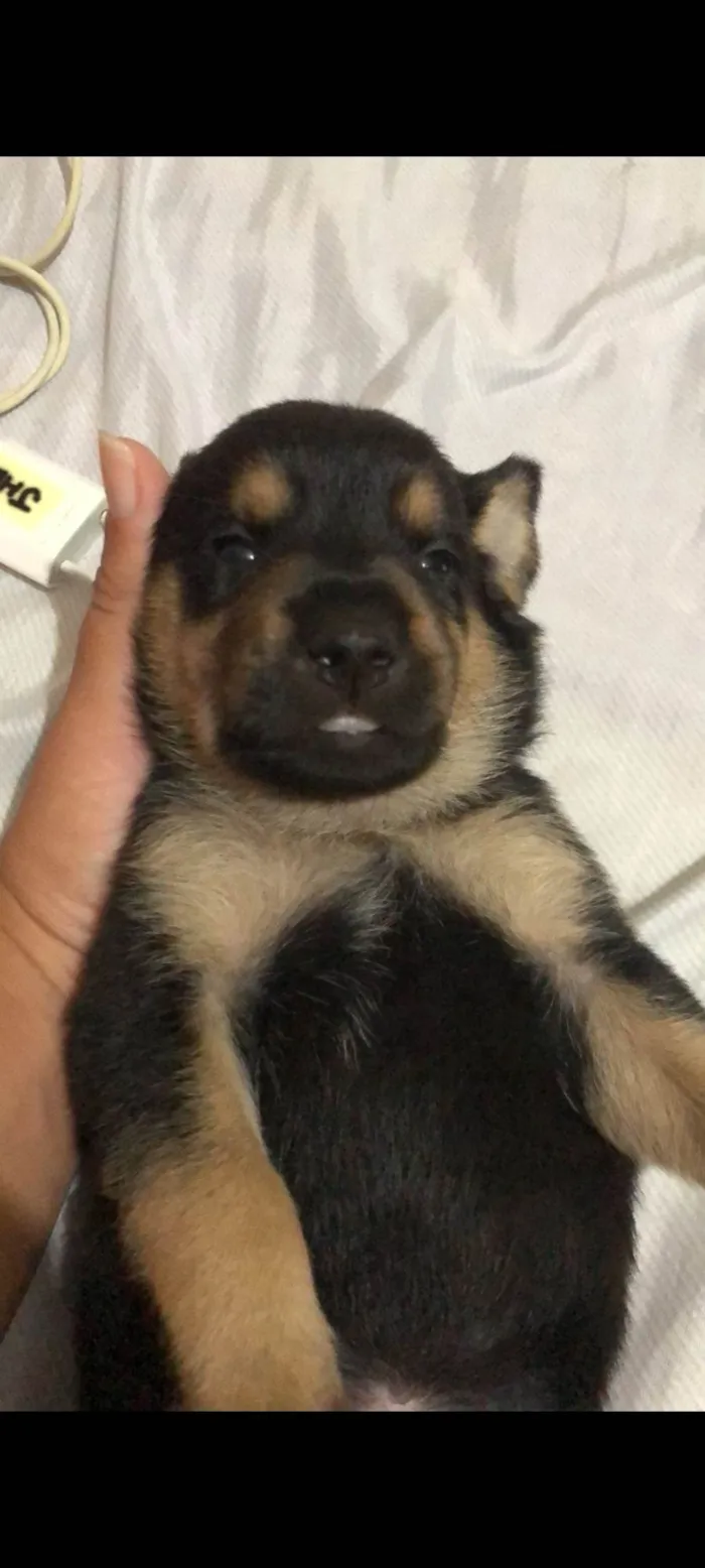 Cachorro ra a SRD-ViraLata idade Abaixo de 2 meses nome Bolacha 