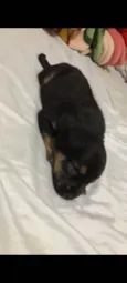 Cacau