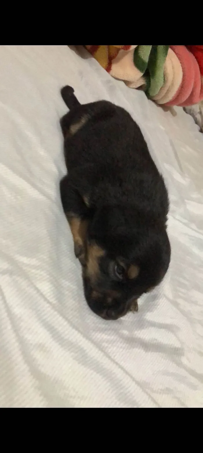 Cachorro ra a SRD-ViraLata idade Abaixo de 2 meses nome Cacau
