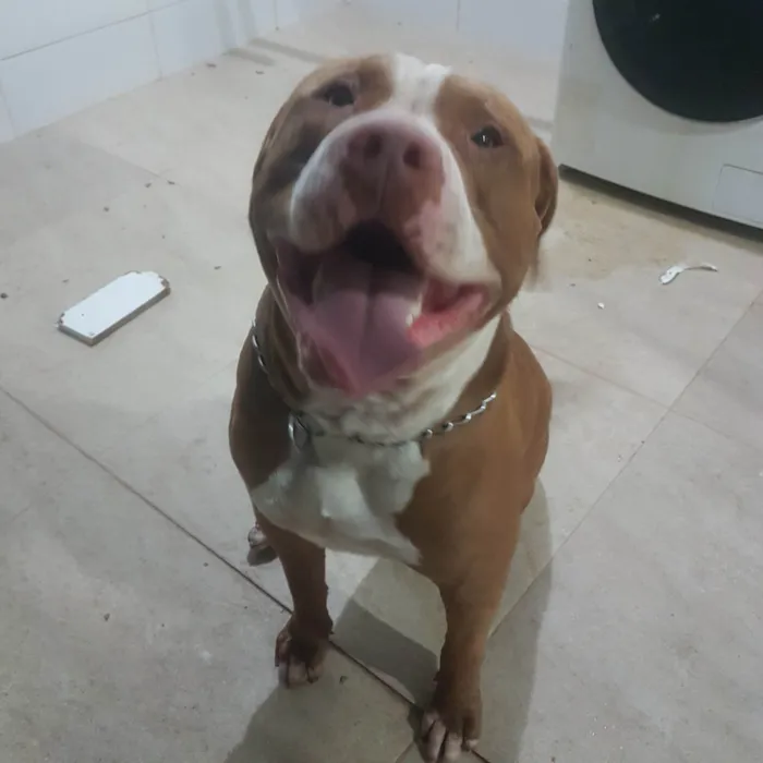 Cachorro ra a Pit-Bull idade  nome Smart