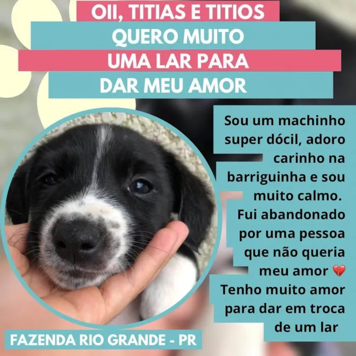 Cachorro raça SRD-ViraLata idade Abaixo de 2 meses nome Max