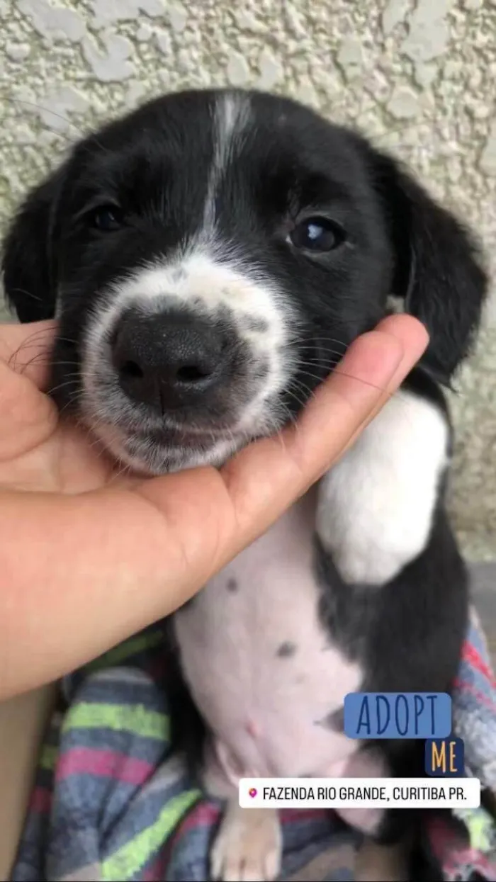 Cachorro raça SRD-ViraLata idade Abaixo de 2 meses nome Max
