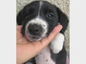 Cachorro raça SRD-ViraLata idade Abaixo de 2 meses nome Max