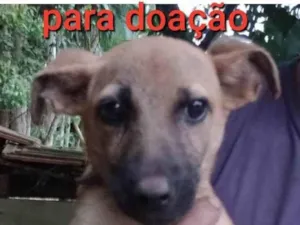 Cachorro raça SRD-ViraLata mãe pastor alemão  idade 7 a 11 meses nome Não tem nome