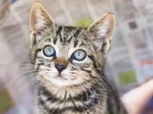 Gato raça SRD-ViraLata idade Abaixo de 2 meses nome Sem nome..