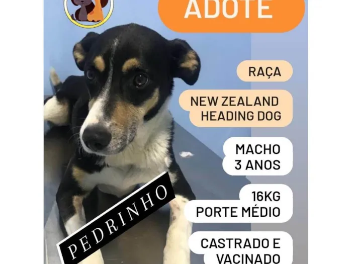 Cachorro ra a New Zealand Heading Dog idade 3 anos nome Pedrinho