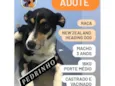 Pedrinho
