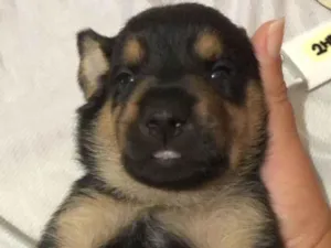 Cachorro raça SRD-ViraLata idade Abaixo de 2 meses nome Bolacha 
