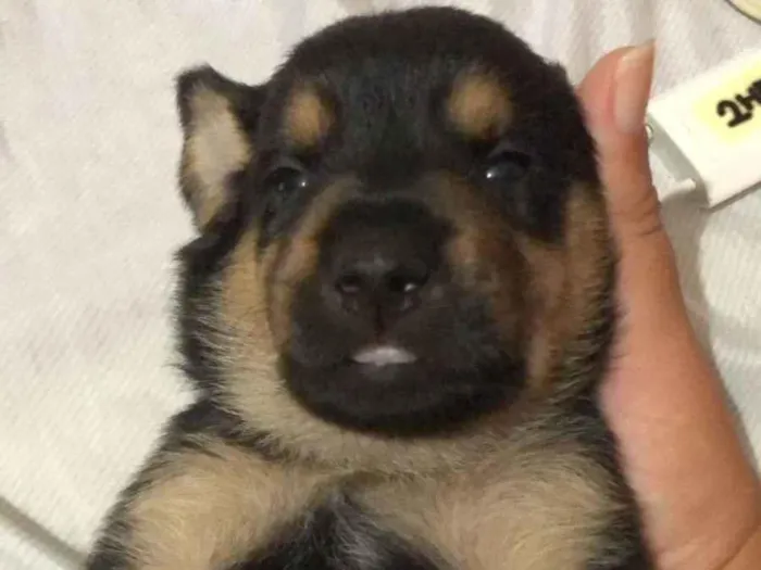 Cachorro ra a SRD-ViraLata idade Abaixo de 2 meses nome Bolacha 
