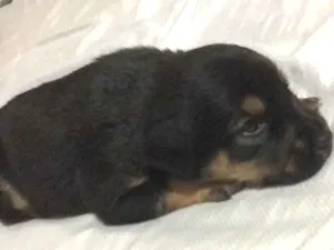 Cachorro raça SRD-ViraLata idade Abaixo de 2 meses nome Cacau