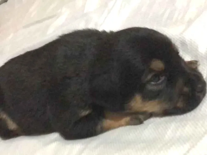 Cachorro ra a SRD-ViraLata idade Abaixo de 2 meses nome Cacau