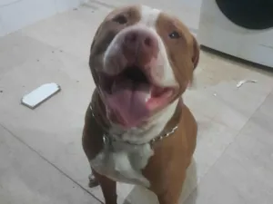 Cachorro raça Pit-Bull idade  nome Smart