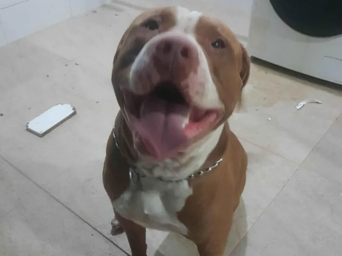 Cachorro ra a Pit-Bull idade  nome Smart