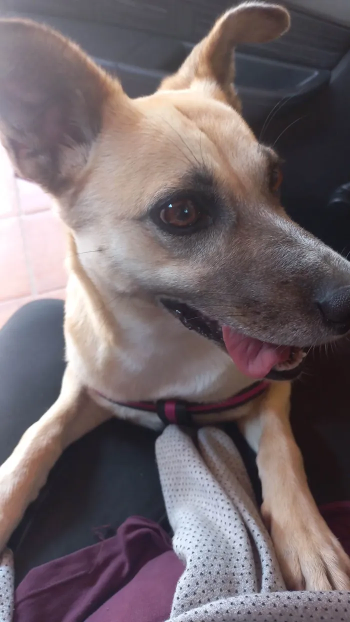 Cachorro ra a SRD-ViraLata idade 1 ano nome Lua