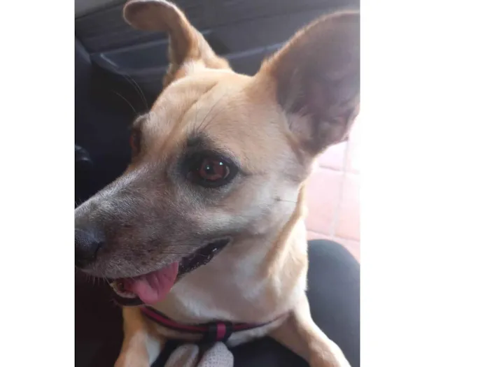 Cachorro ra a SRD-ViraLata idade 1 ano nome Lua