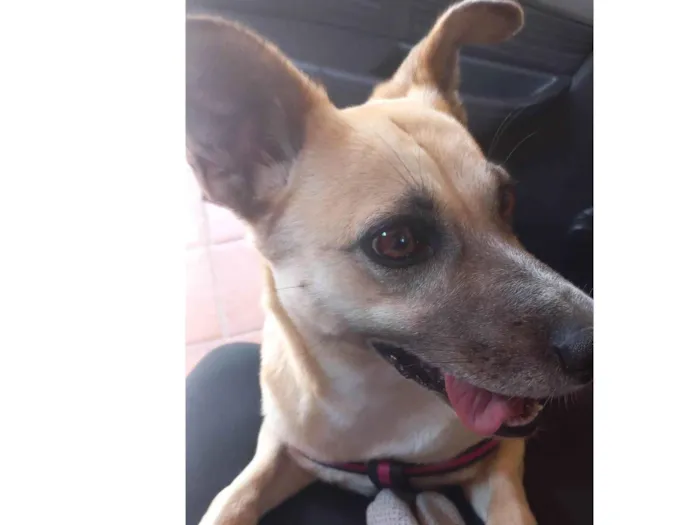 Cachorro ra a SRD-ViraLata idade 1 ano nome Lua