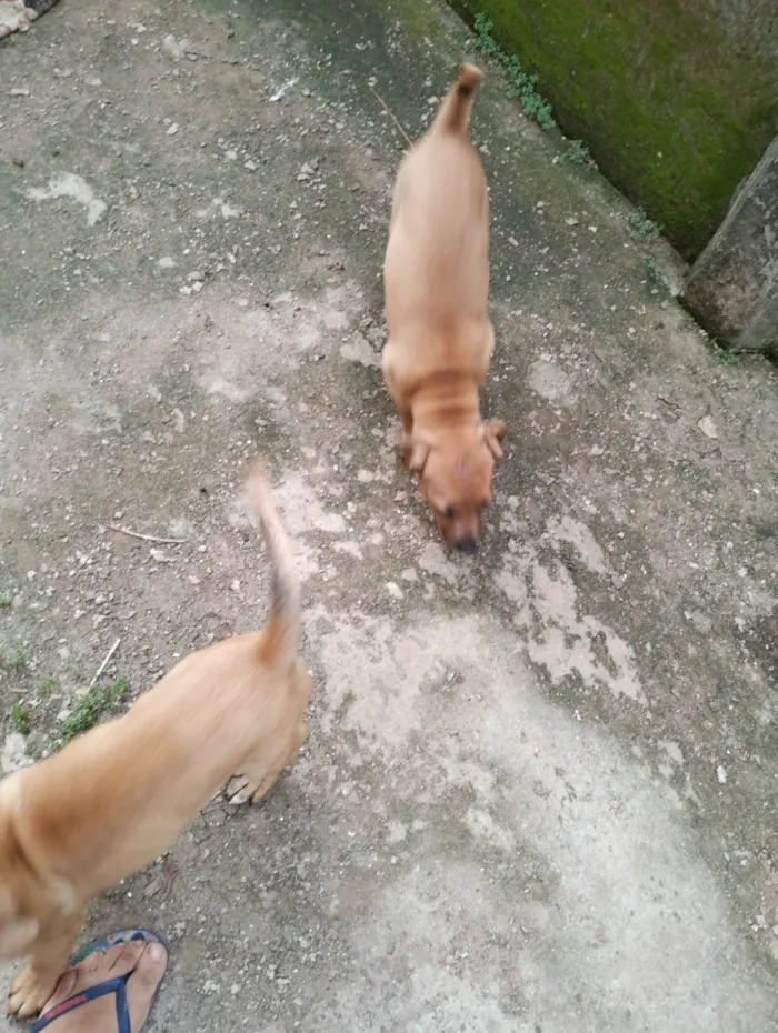 Cachorro ra a  idade  nome Ainda não tem nome