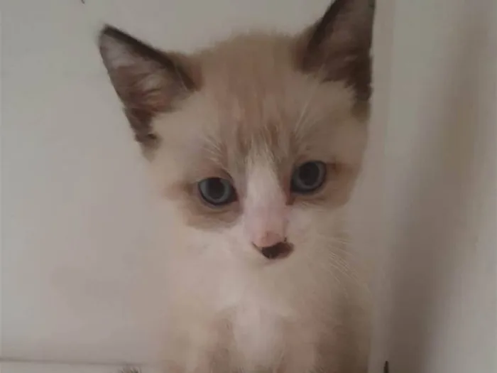 Gato ra a SRD-ViraLata idade 2 a 6 meses nome Nico