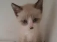 Nico
