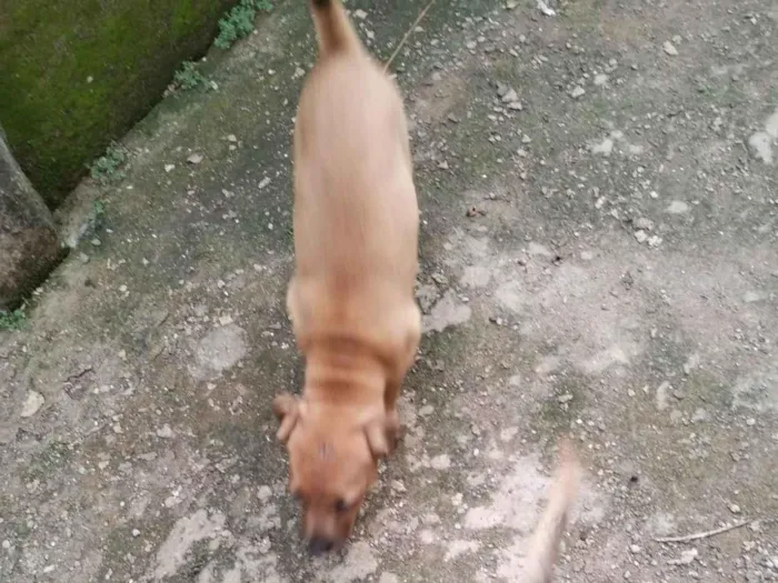 Cachorro ra a  idade  nome Ainda não tem nome