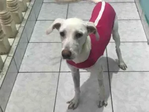 Cachorro raça SRD-ViraLata idade 2 anos nome Luna 2