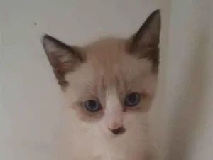 Gato raça SRD-ViraLata idade 2 a 6 meses nome Nico