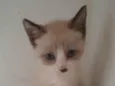 Nico