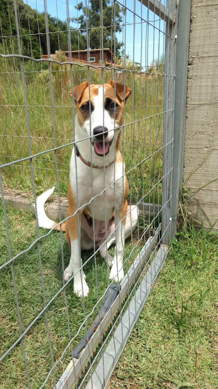 Cachorro raça SRD-ViraLata idade 1 ano nome Nina