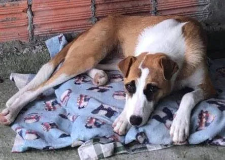 Cachorro raça SRD-ViraLata idade 1 ano nome Nina