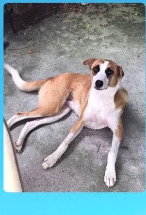 Cachorro raça SRD-ViraLata idade 1 ano nome Nina