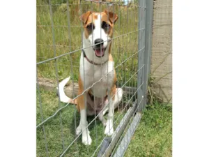 Cachorro raça SRD-ViraLata idade 1 ano nome Nina