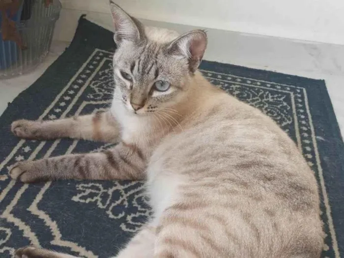 Gato raça SRD idade 2 anos nome Cristal