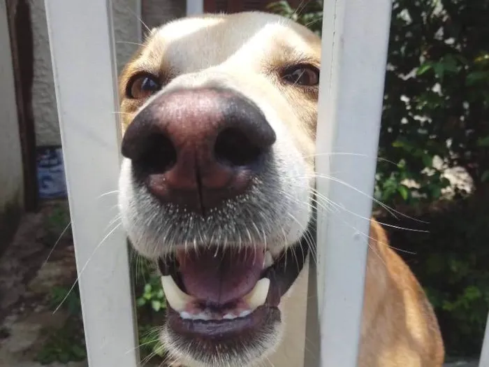 Cachorro raça SRD-ViraLata idade 1 ano nome Trovão 