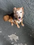 Cachorro raça SRD-ViraLata idade 4 anos nome Meg Linda 