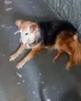 Cachorro raça SRD-ViraLata idade 4 anos nome Meg Linda 