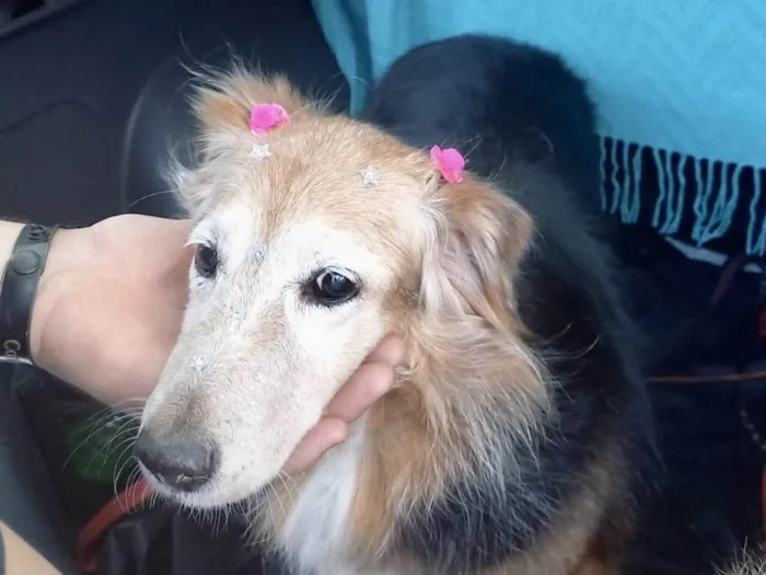 Cachorro raça SRD-ViraLata idade 4 anos nome Meg Linda 