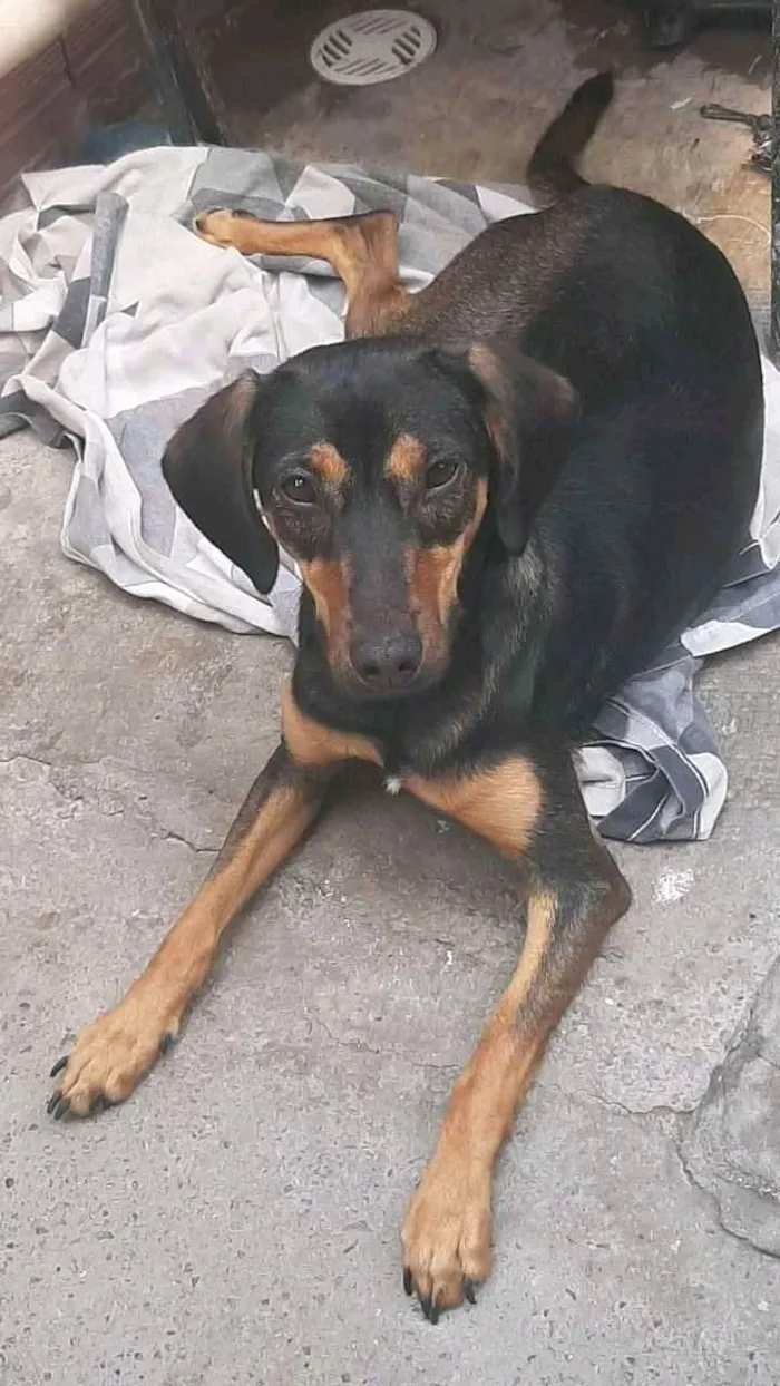 Cachorro ra a SRD-ViraLata idade 3 anos nome MEGUI