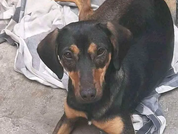 Cachorro ra a SRD-ViraLata idade 3 anos nome MEGUI