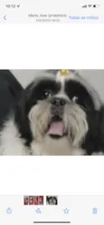 Apolo 