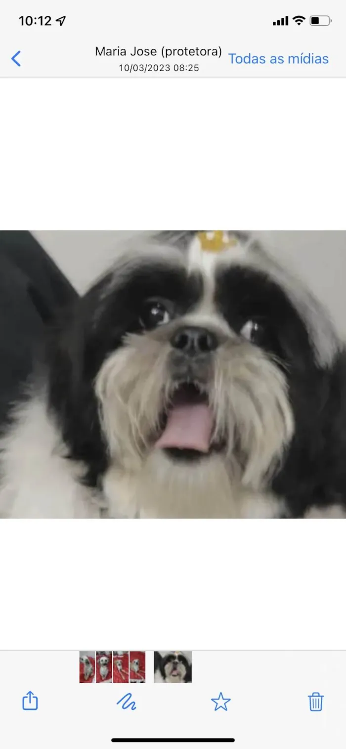 Cachorro ra a Mestico  idade 5 anos nome Apolo 