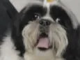Apolo 