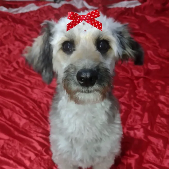 Cachorro ra a Mestica  idade 1 ano nome Lua 