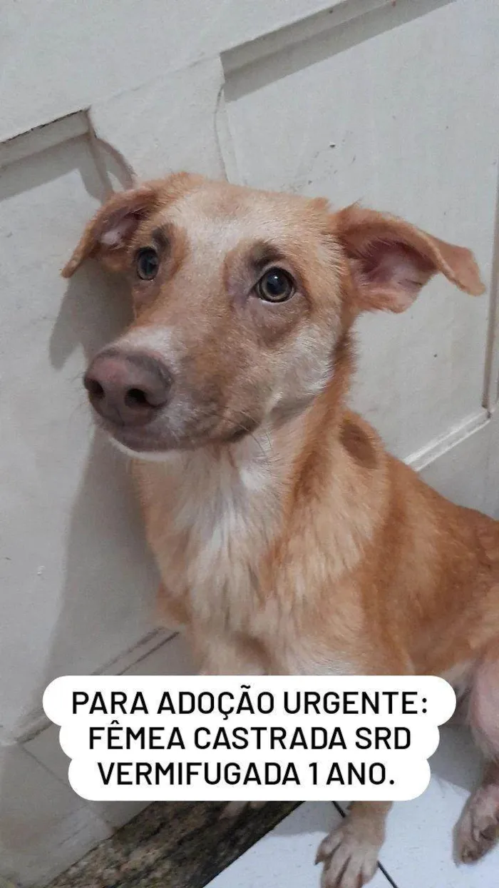 Cachorro raça SRD-ViraLata idade 1 ano nome Lola 