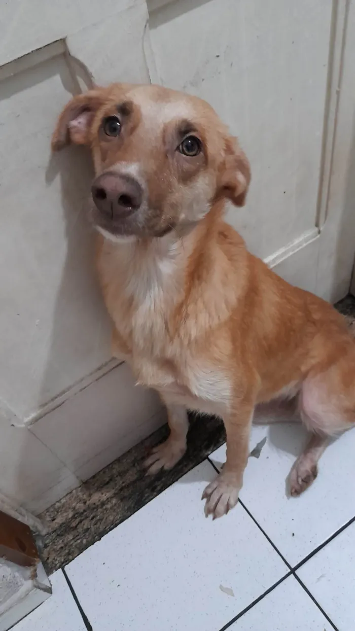 Cachorro raça SRD-ViraLata idade 1 ano nome Lola 