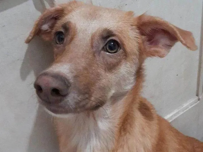 Cachorro raça SRD-ViraLata idade 1 ano nome Lola 