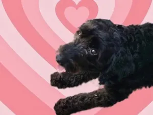 Cachorro raça Poodle idade 1 ano nome Bob Poodle 